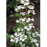 VIBURNUM plicatum tomentosum KILIMANDJARO ® (Viorne)