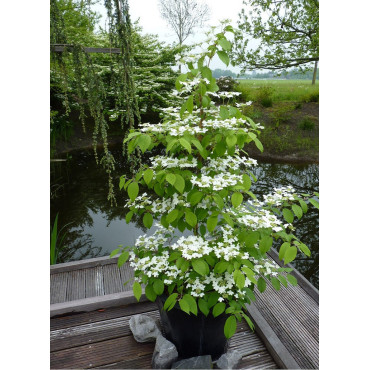 VIBURNUM plicatum tomentosum KILIMANDJARO ® (Viorne)1