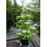 VIBURNUM plicatum tomentosum KILIMANDJARO ® (Viorne)1
