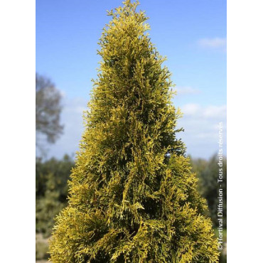 THUJA occidentalis GOLDEN SMARAGD ® (Thuja du Canada GOLDEN SMARAGD ®)1