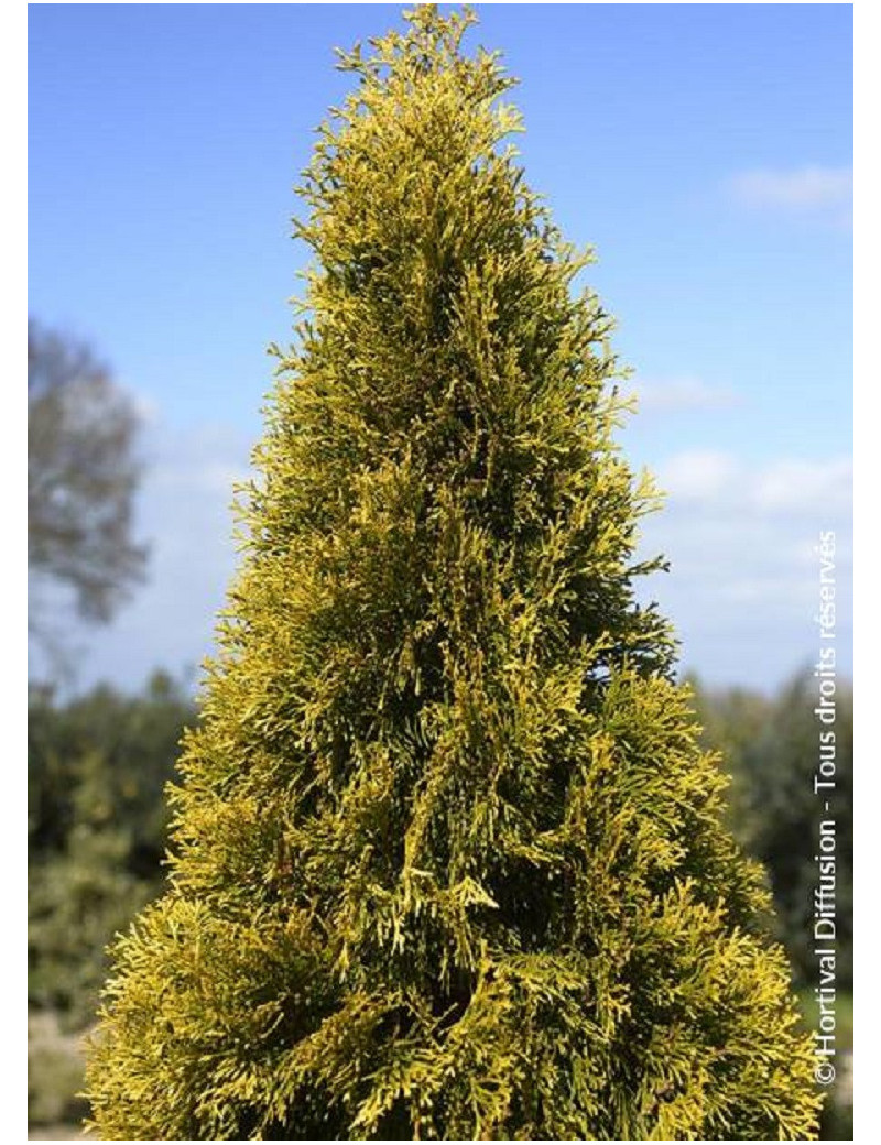 THUJA occidentalis GOLDEN SMARAGD ® (Thuja du Canada GOLDEN SMARAGD ®)1