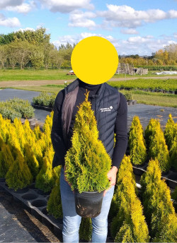THUJA occidentalis GOLDEN SMARAGD En pot de 4-5 litres hauteur 040-060 cm