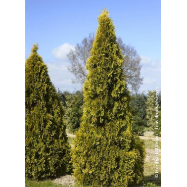 THUJA occidentalis GOLDEN SMARAGD ® (Thuja du Canada GOLDEN SMARAGD ®)