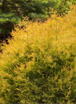 THUJA occidentalis RHEINGOLD