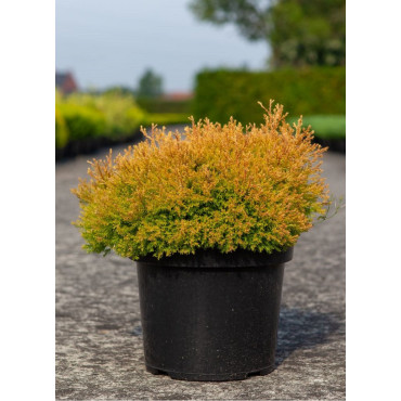 THUJA occidentalis RHEINGOLD (Thuya du Canada Rheingold) En pot de 10-12 litres