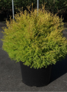 thuya-occidental-rheingold-thuja-occidentalis-rheingold-2.jpg