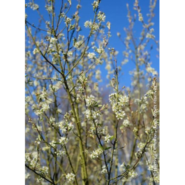 AMELANCHIER canadensis OCTOBER FLAME ® (Amélanchier du Canada October flame ®)2