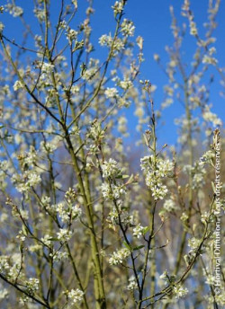 AMELANCHIER canadensis OCTOBER FLAME