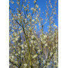 AMELANCHIER canadensis OCTOBER FLAME