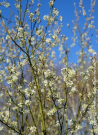 amelanchier-du-canada-october-flame-amelanchier-canadensis-october-flame-1.jpg