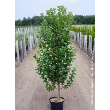 AMELANCHIER canadensis OCTOBER FLAME En pot de 10-12 litres forme quenouille hauteur 080-100 cm