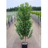 AMELANCHIER canadensis OCTOBER FLAME En pot de 10-12 litres forme quenouille hauteur 080-100 cm