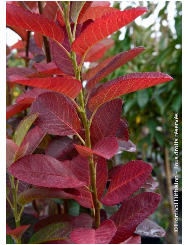 AMELANCHIER canadensis OCTOBER FLAME ® (Amélanchier du Canada October flame ®)