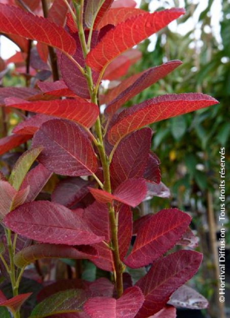 amelanchier-du-canada-october-flame-amelanchier-canadensis-october-flame.jpg