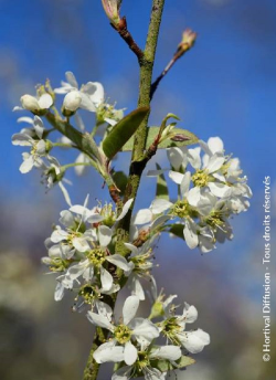 amelanchier-du-canada-october-flame-amelanchier-canadensis-october-flame-2.jpg