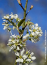 amelanchier-du-canada-october-flame-amelanchier-canadensis-october-flame-2.jpg