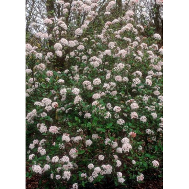 VIBURNUM burkwoodii MOHAWK (Viorne)3