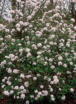 VIBURNUM burkwoodii MOHAWK