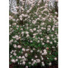 VIBURNUM burkwoodii MOHAWK (Viorne)3