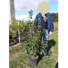 VIBURNUM burkwoodii MOHAWK (Viorne) En pot de 10-12 litres forme buisson extra