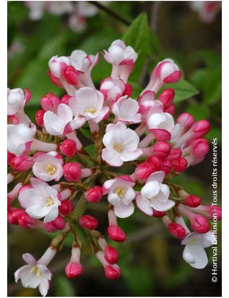 VIBURNUM burkwoodii MOHAWK (Viorne)