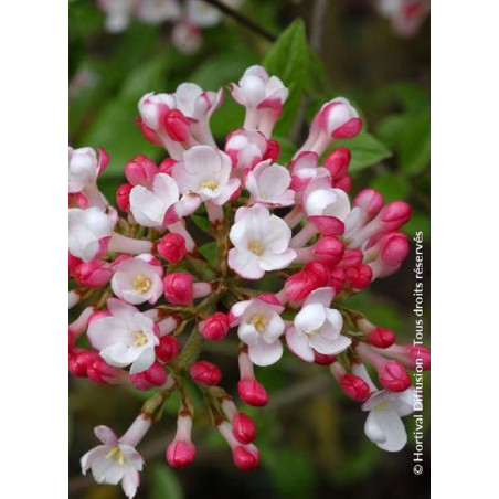 VIBURNUM burkwoodii MOHAWK (Viorne)