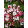 VIBURNUM burkwoodii MOHAWK (Viorne)