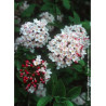 VIBURNUM burkwoodii MOHAWK (Viorne)1