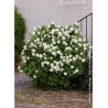 VIBURNUM opulus ROSEUM (Boule de neige)2