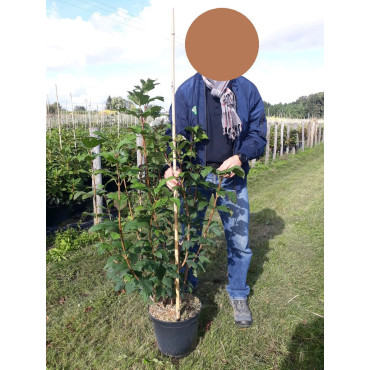 VIBURNUM opulus ROSEUM (Boule de neige) En pot de 7-10 litres forme buisson hauteur 080-100 cm