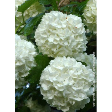 VIBURNUM opulus ROSEUM (Boule de neige)