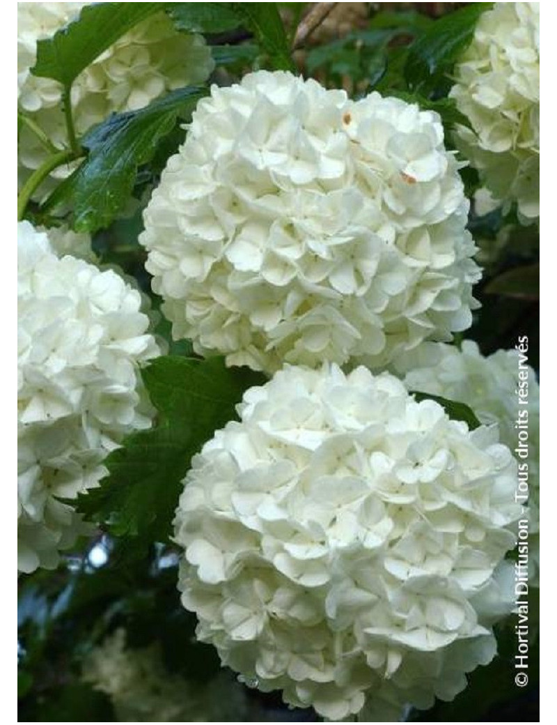 VIBURNUM opulus ROSEUM (Boule de neige)