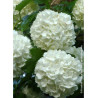 VIBURNUM opulus ROSEUM (Boule de neige)