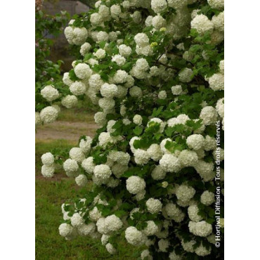 VIBURNUM opulus ROSEUM (Boule de neige)1