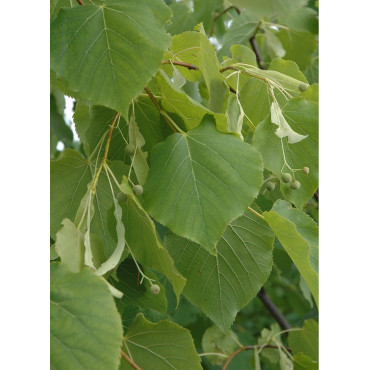 TILIA cordata (Tilleul des bois, tilleul à petites feuiles)3