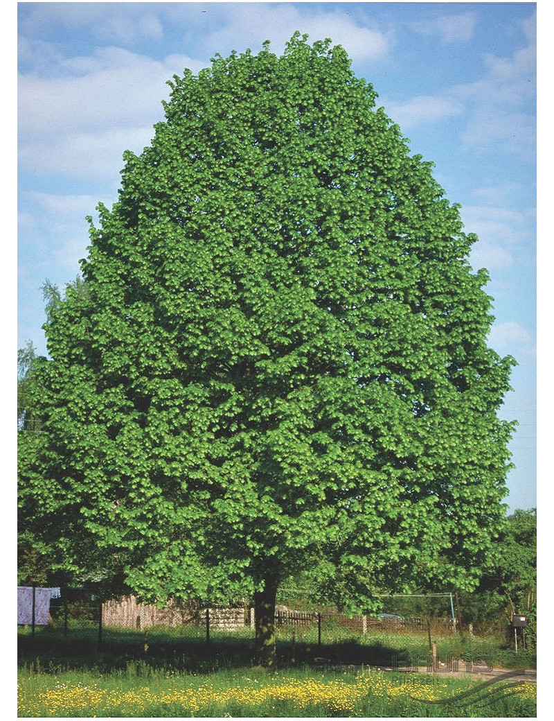 TILIA cordata (Tilleul des bois, tilleul à petites feuiles)