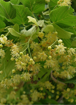 TILIA cordata