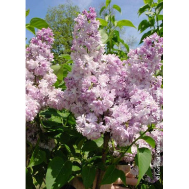 SYRINGA ROSE DE MOSCOU ® (Lilas)