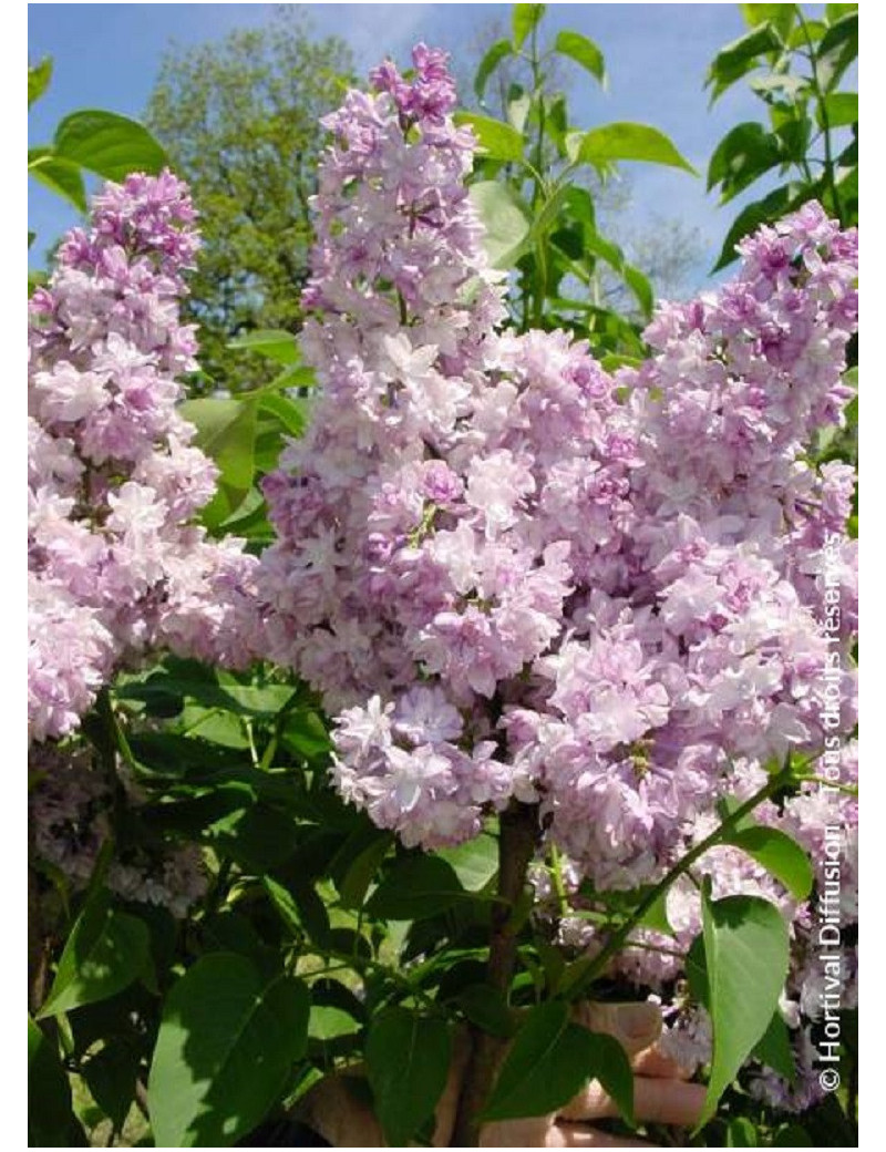 SYRINGA ROSE DE MOSCOU ® (Lilas)