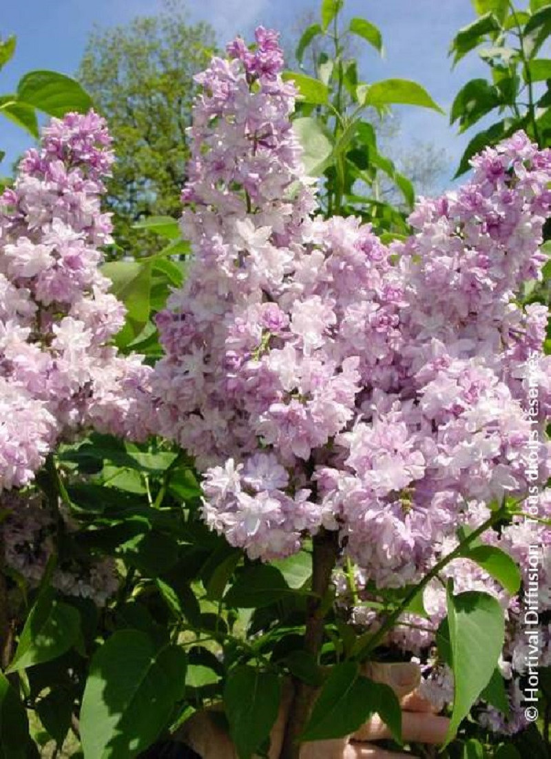 SYRINGA ROSE DE MOSCOU