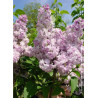 SYRINGA ROSE DE MOSCOU ® (Lilas)