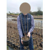 SYRINGA En pot de 4-5 litres