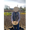 SYRINGA En pot de 10-12 litres