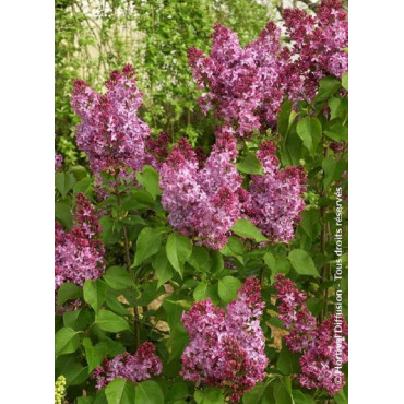 SYRINGA PRINCESSE STURDZA (Lilas)1