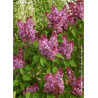 SYRINGA PRINCESSE STURDZA (Lilas)1