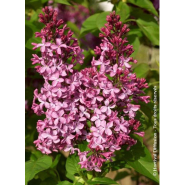 SYRINGA PRINCESSE STURDZA (Lilas)