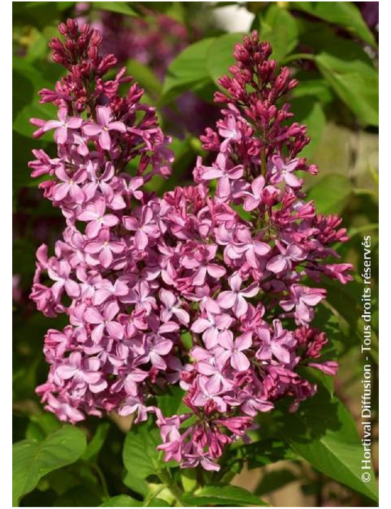 SYRINGA PRINCESSE STURDZA (Lilas)