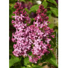 SYRINGA PRINCESSE STURDZA (Lilas)