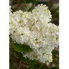 SYRINGA COMTESSE D'HARCOURT (Lilas)2