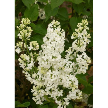 SYRINGA COMTESSE D'HARCOURT (Lilas)